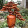 Bình Tùng BonSai Gỗ Hương Ta Cực Đẹp 10 (1)