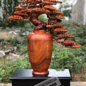 Bình Tùng BonSai Gỗ Hương Ta Cực Đẹp 10 (9)