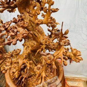 Cây Mai BonSai Gỗ Hương Ta Cực Đẹp 13.5 (10)
