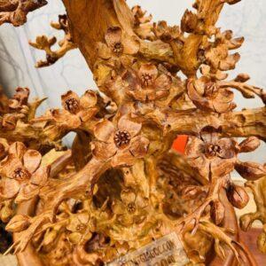 Cây Mai BonSai Gỗ Hương Ta Cực Đẹp 13.5 (12)