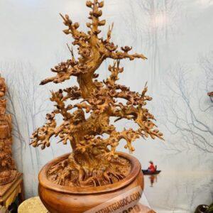 Cây Mai BonSai Gỗ Hương Ta Cực Đẹp 13.5 (7)