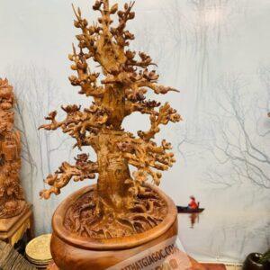 Cây Mai BonSai Gỗ Hương Ta Cực Đẹp 13.5 (8)