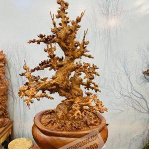 Cây Mai BonSai Gỗ Hương Ta Cực Đẹp 13.5 (9)