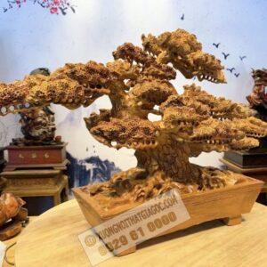 Cây Tùng BonSai Gỗ Hương Ta Cực Đẹp 6 (3)