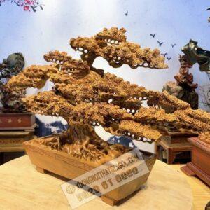 Cây Tùng BonSai Gỗ Hương Ta Cực Đẹp 6 (4)