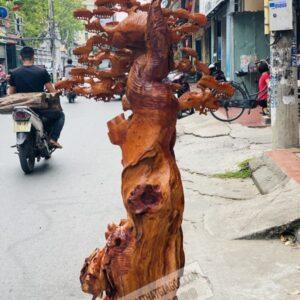 Đạt Ma Dưới Tán Tùng Gỗ Hương Ta Cao 1m6 [26,000,000] (7)