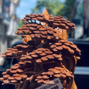 Di Lạc Tam Phúc Ngồi Gốc Tùng Gỗ Ngọc Am Cao 98cm Cực Đẹp [21,700,000] (5)