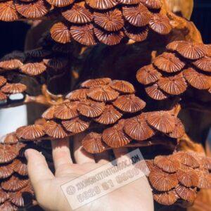 Di Lạc Tam Phúc Ngồi Gốc Tùng Gỗ Ngọc Am Cao 98cm Cực Đẹp [21,700,000] (6)