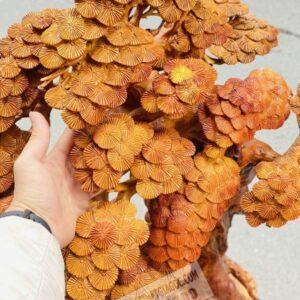 Tam Dương Khai Thái Gỗ Hương Ta Ôm Đá Cao 1m27 [19,600,000] (7)